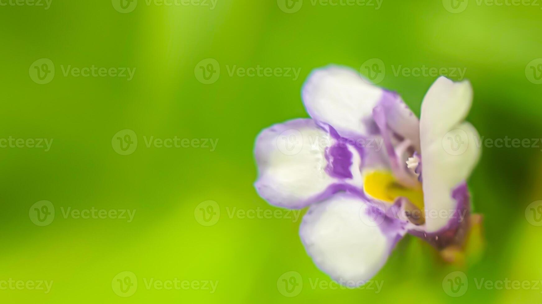 Lindernia Delicate Bloom in Spring Light. A tiny purple and white Lindernia softly blooms against a vibrant green background. photo