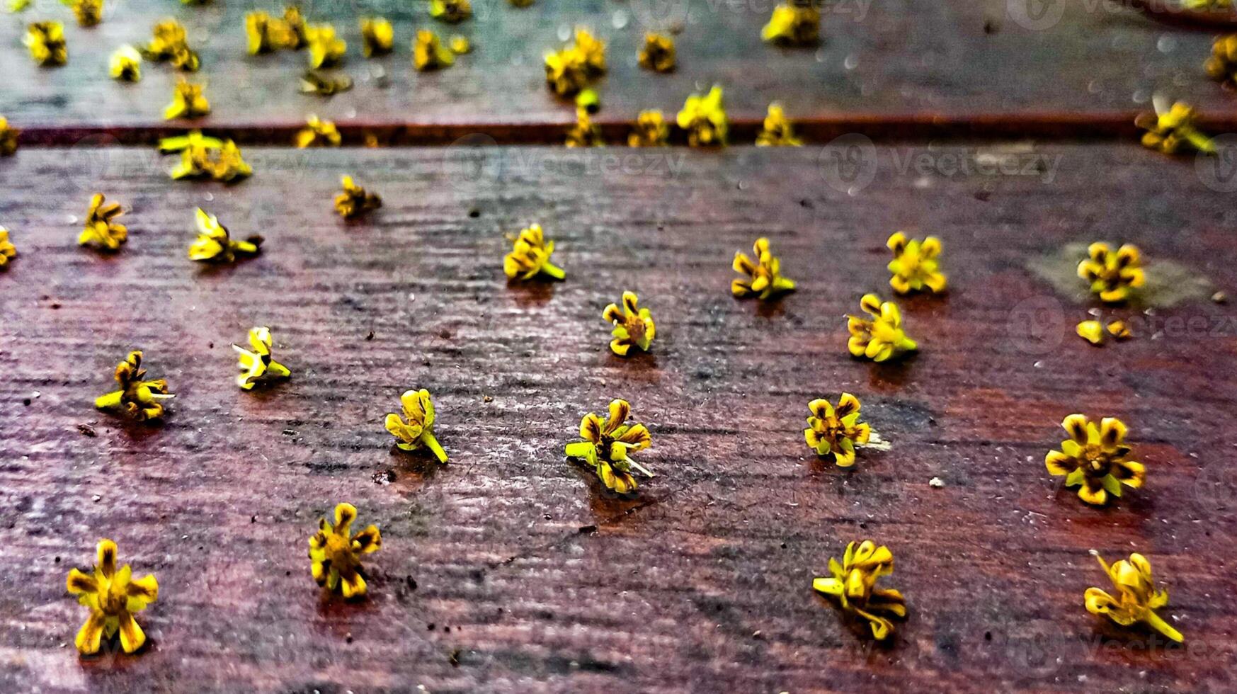 Tiny Yellow Flowers on Wood. Small yellow flowers are scattered on a wooden surface, creating a delicate and natural pattern. photo