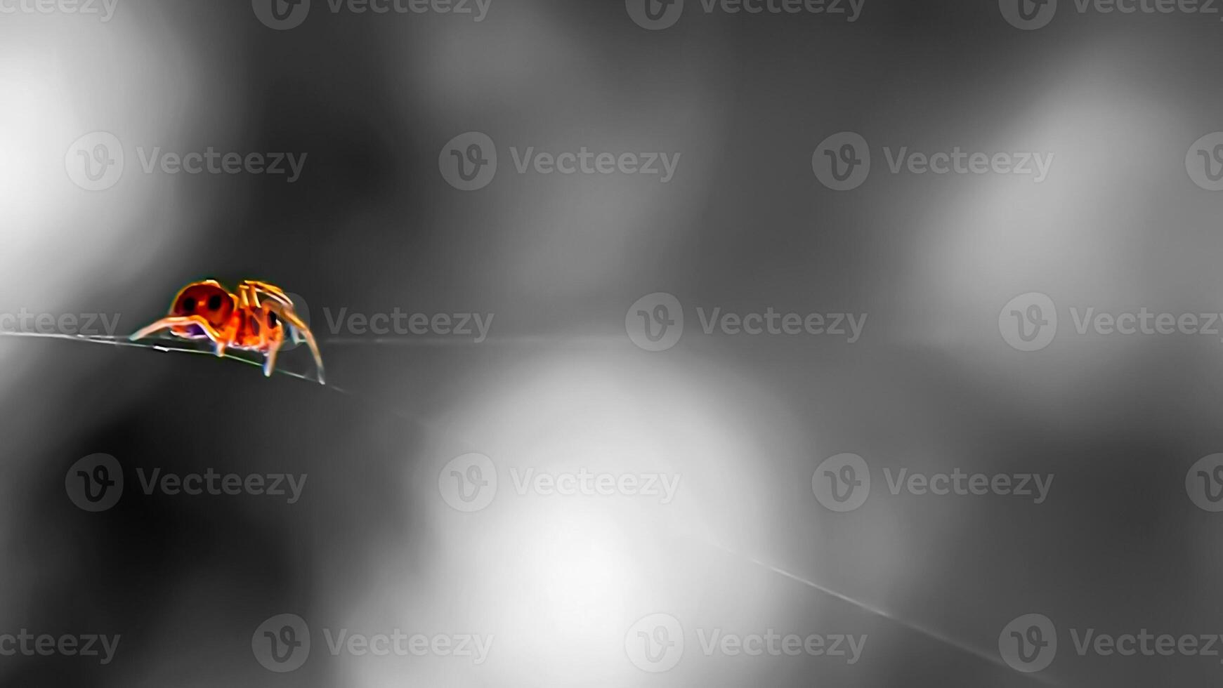 Vibrant Spider on Web Thread A strikingly colored spider walks delicately on a nearly invisible web thread against a blurred monochrome background. photo