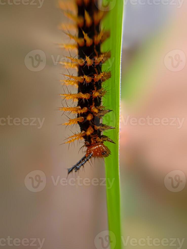 Crow Eggfly Caterpillar on Green Grass. The Crow Eggfly caterpillar, with its dark body and sharp orange spines, walks on green grass, creating a striking contrast. photo