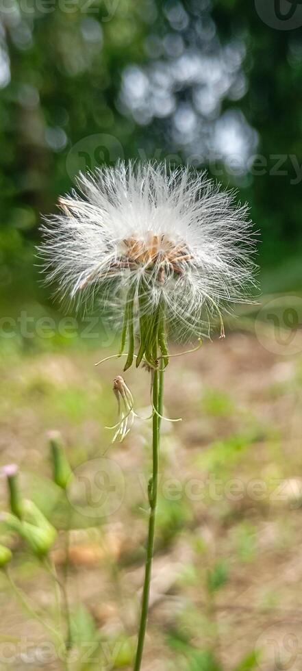 Soft Dandelion in Summer Field for Smartphone Wallpaper. A delicate dandelion stands tall amidst the blurred greens of a summer field. photo