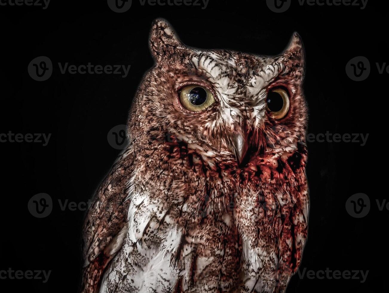 Nocturnal Watcher in the Dark. A majestic owl with piercing eyes, standing alert in the darkness, embodying wisdom and mystery. photo