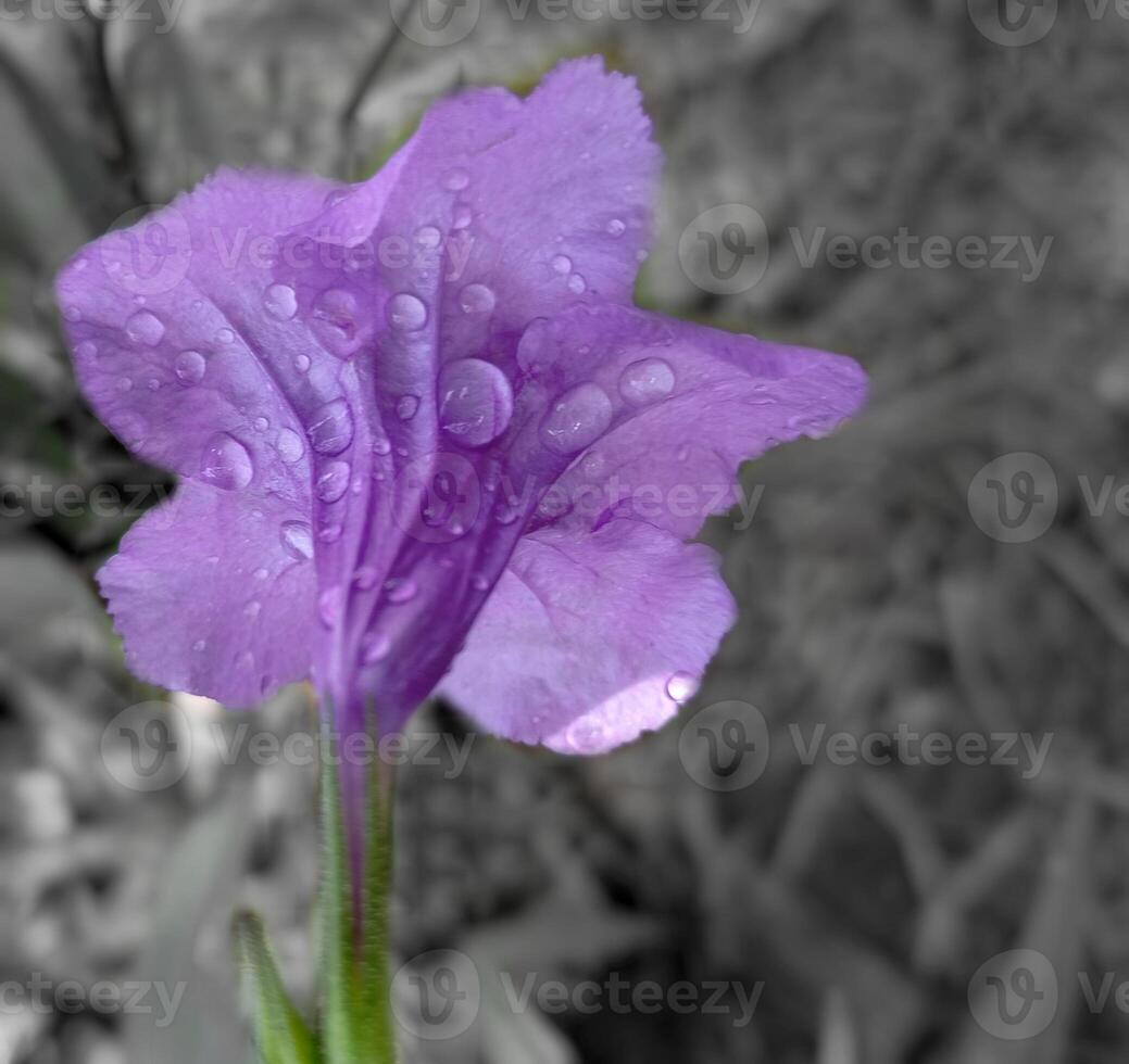Back view of Minnieroot with raindrops stuck to its petals. photo