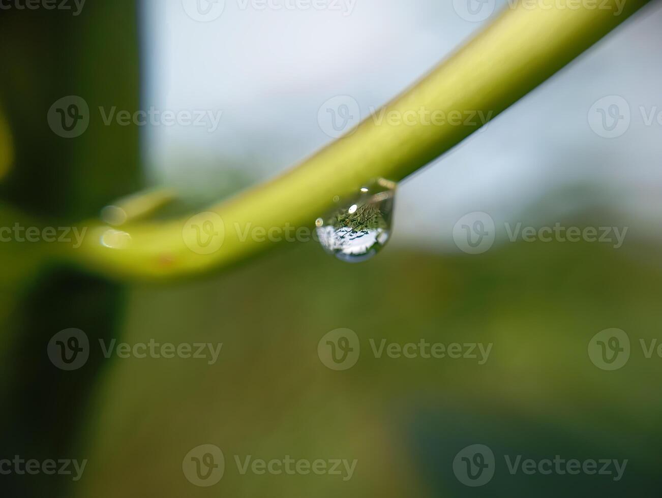 Dewdrop Reflecting Nature s Beauty. A close-up macro shot of a dewdrop hanging from a green stem, reflecting the surrounding scenery. photo