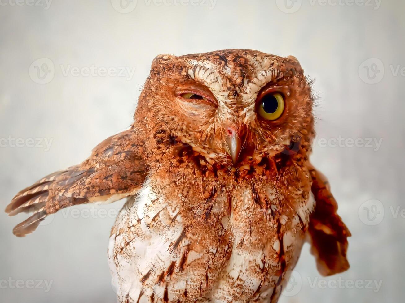 Winking Owl with Raised Wing. A brown owl winks playfully while lifting one wing. photo