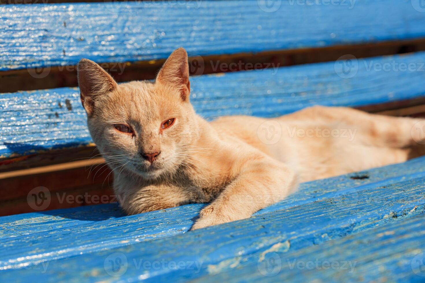 Cat lounging on a weathered blue bench in sunlight at a rustic outdoor setting photo
