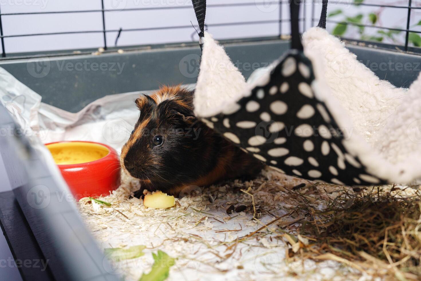 Guinea pig enjoys snack in cozy habitat with hanging bed and food bowl at home setting photo
