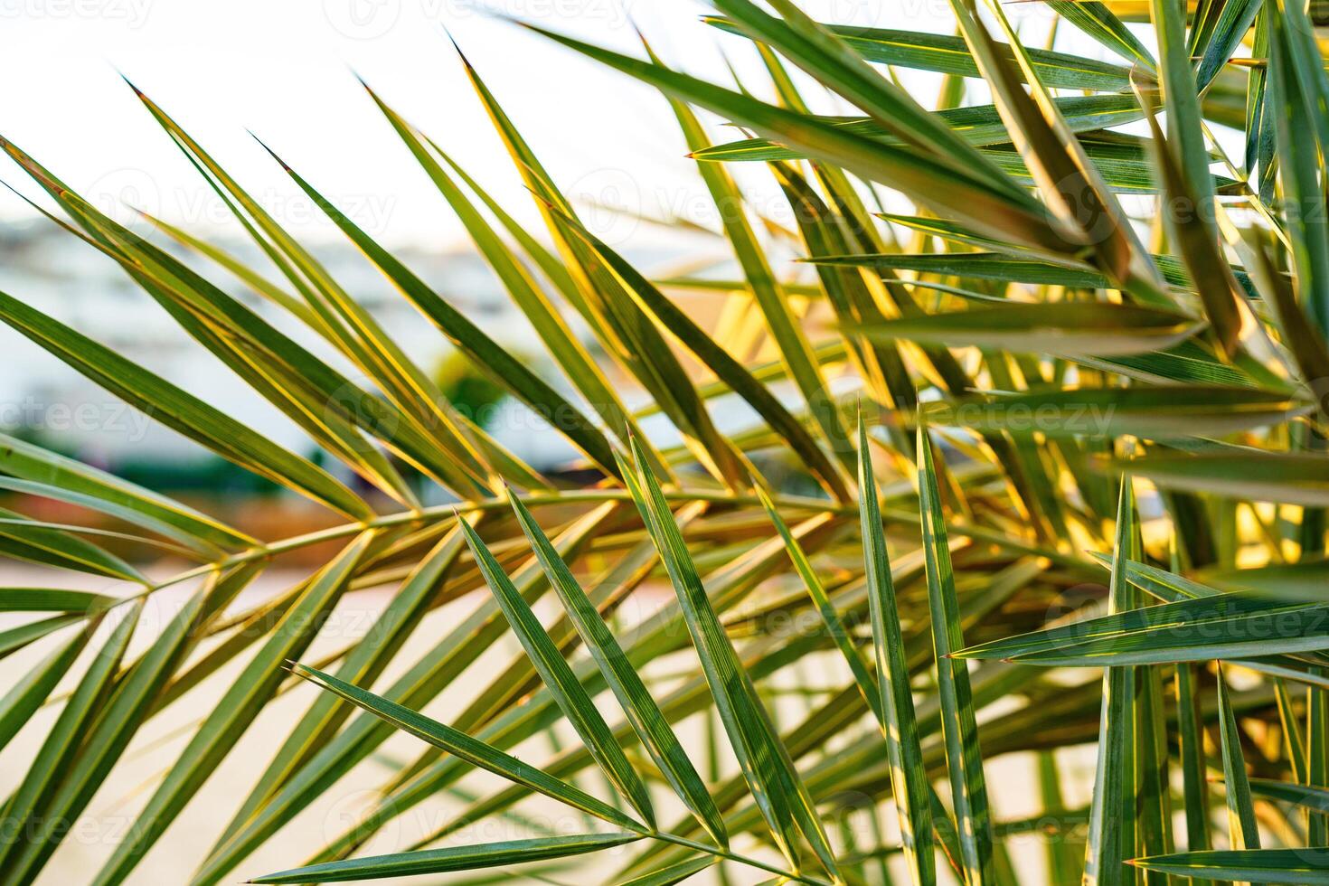 Green palm leaves illuminated by the warm sunlight during a late afternoon in a tropical garden photo
