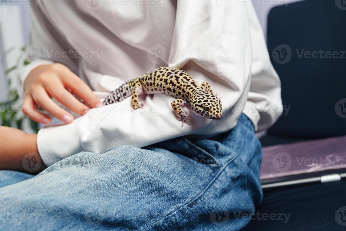 Leopard gecko climbing on the arm of a person while relaxing indoors with casual clothes and a cozy atmosphere photo