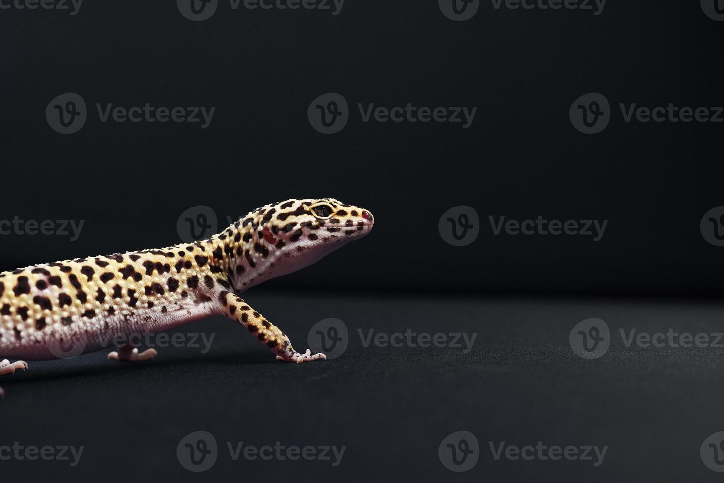 Leopard gecko exploring a dark surface in a serene indoor environment photo