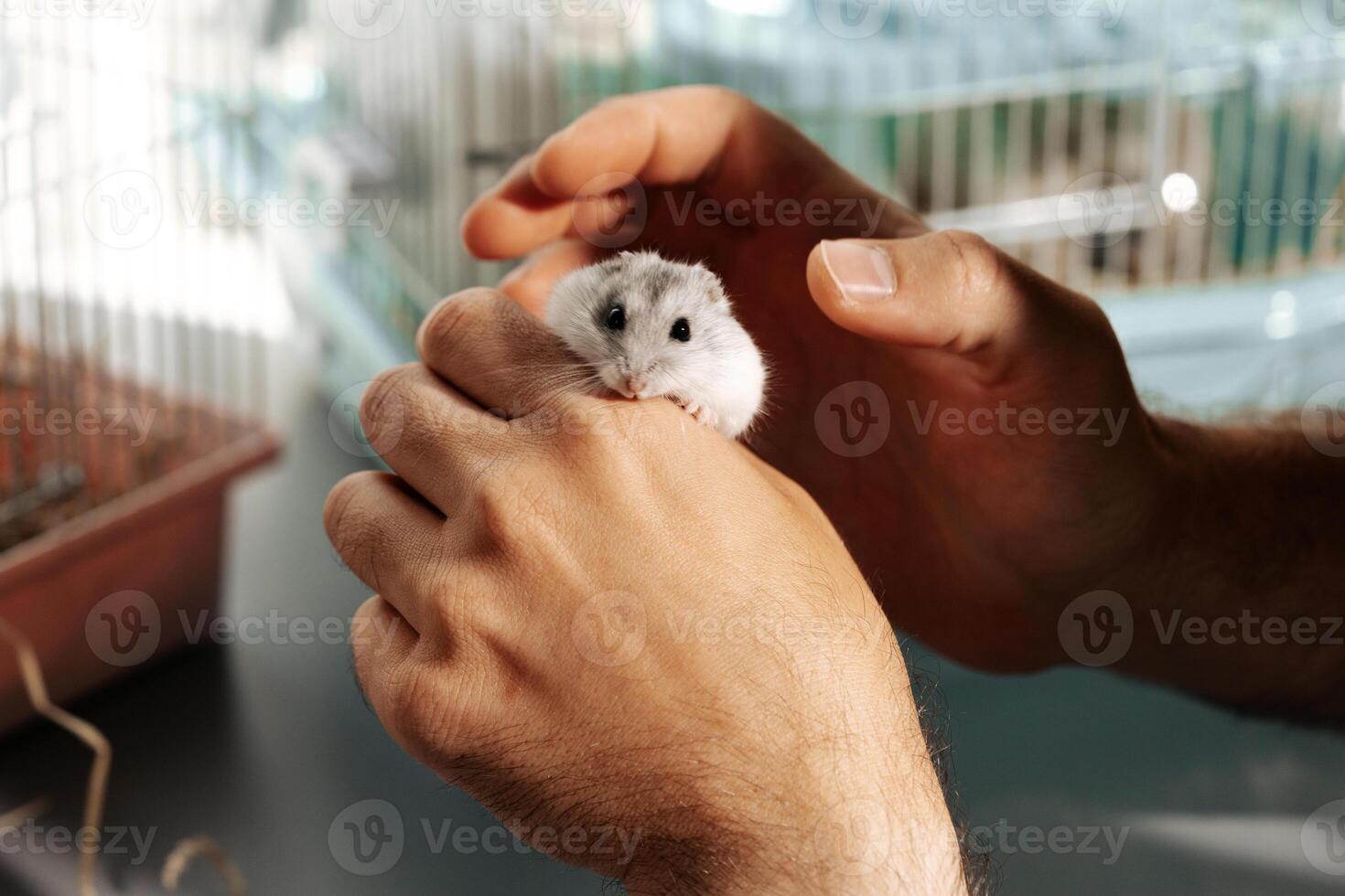 Caring for a pet hamster during a gentle interaction in a well-lit indoor setting photo