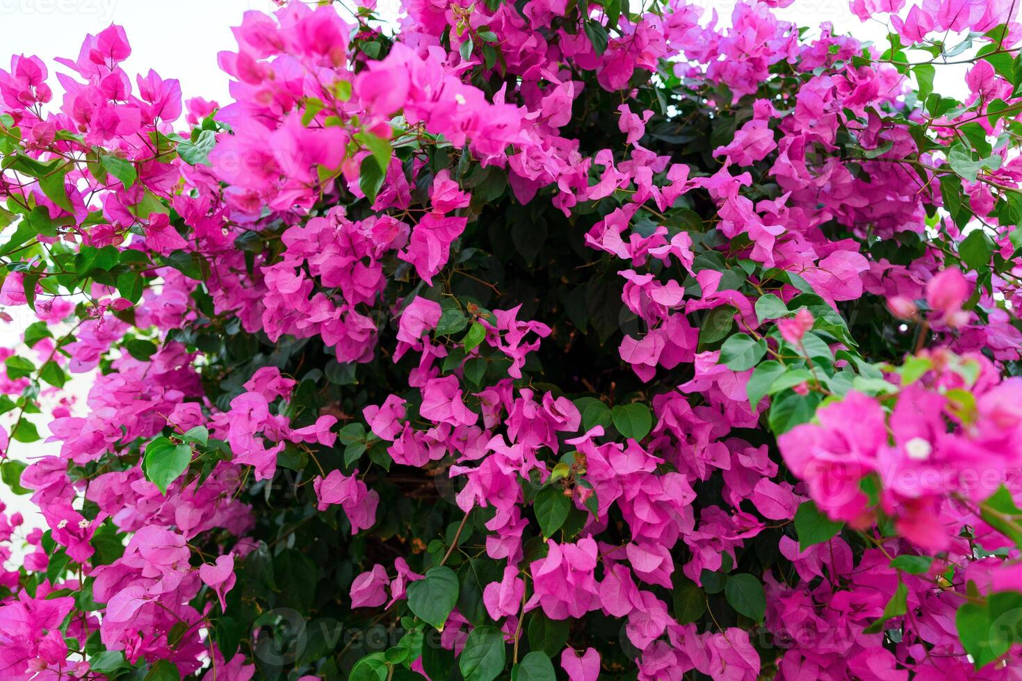 Vibrant bougainvillea blossoms thriving in lush greenery on a sunny day photo