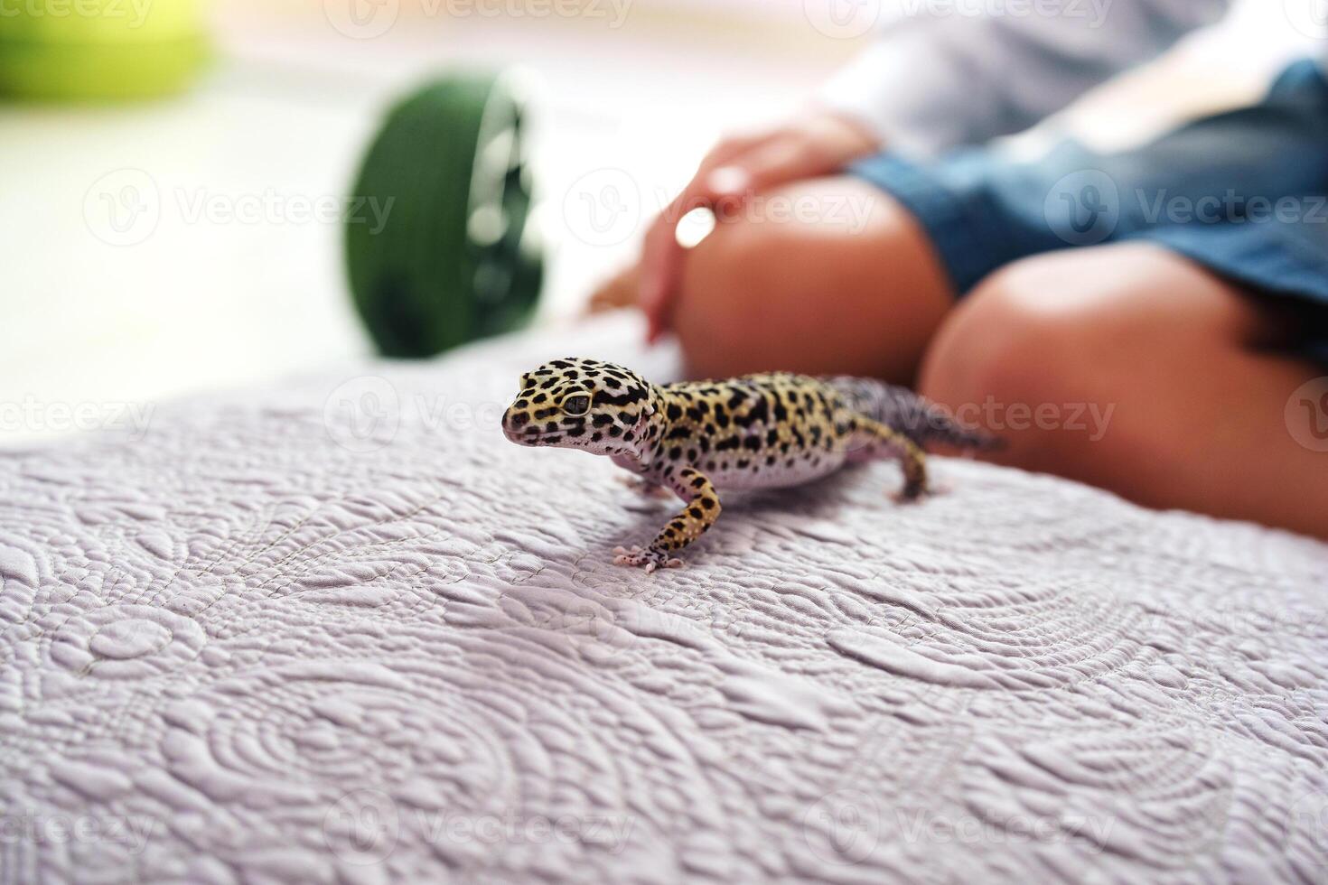 Leopard gecko explores soft surface while child interacts in a cozy indoor setting photo