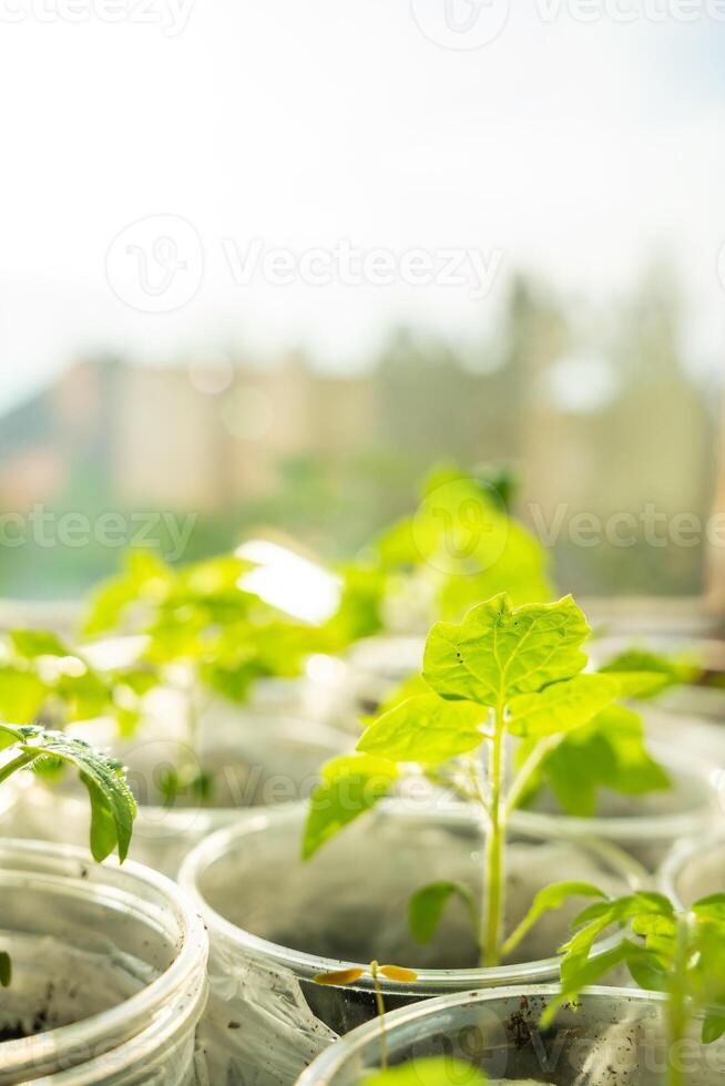 Small seedling pots with young sprouts on a windowsill. Concept of home gardening and vegetable planting preparation. High quality photo