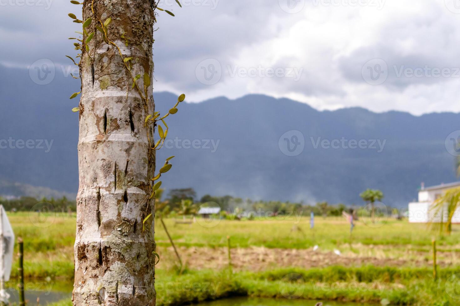 A palm tree trunk with rice fields and hills in the village as a background photo