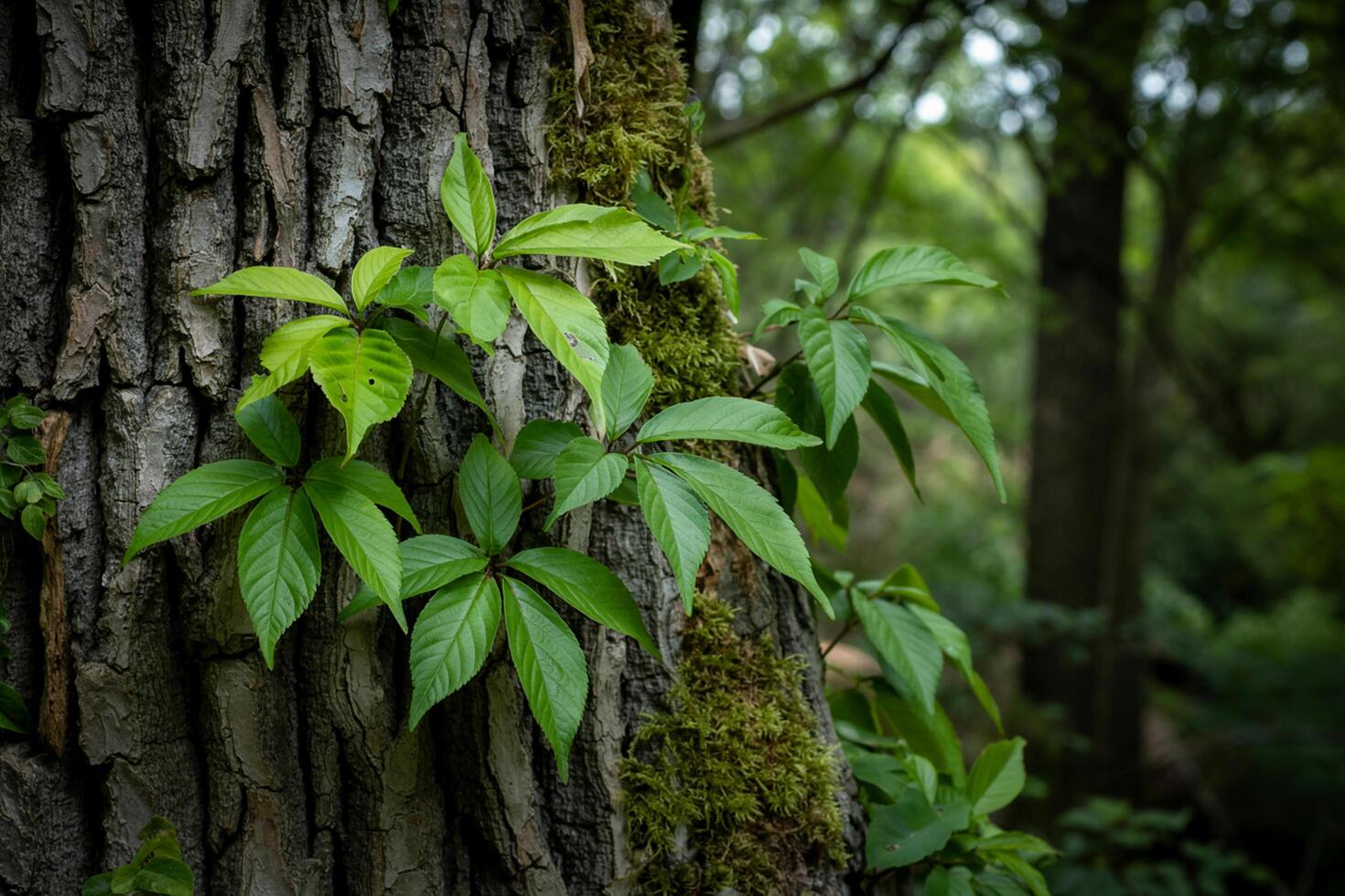 Tree Bark With Vibrant Green Leaves And Moss In A Forest Setting photo