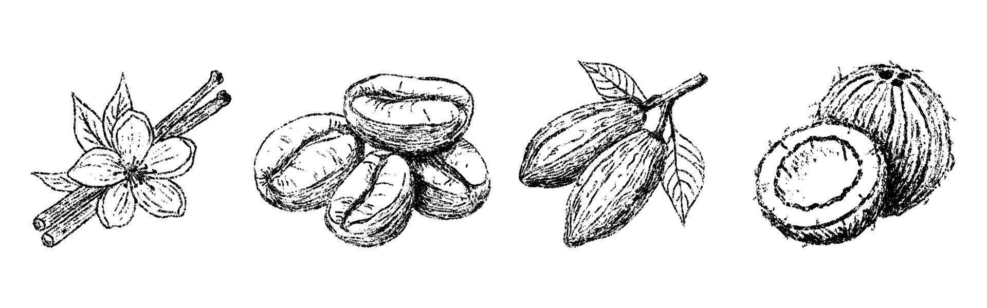 Sketch crayon aroma spicy, bean and nut set. Hand drawn scribble doodle product vanilla, coconut, coffee, cacao. Pencil texture illustration. vector