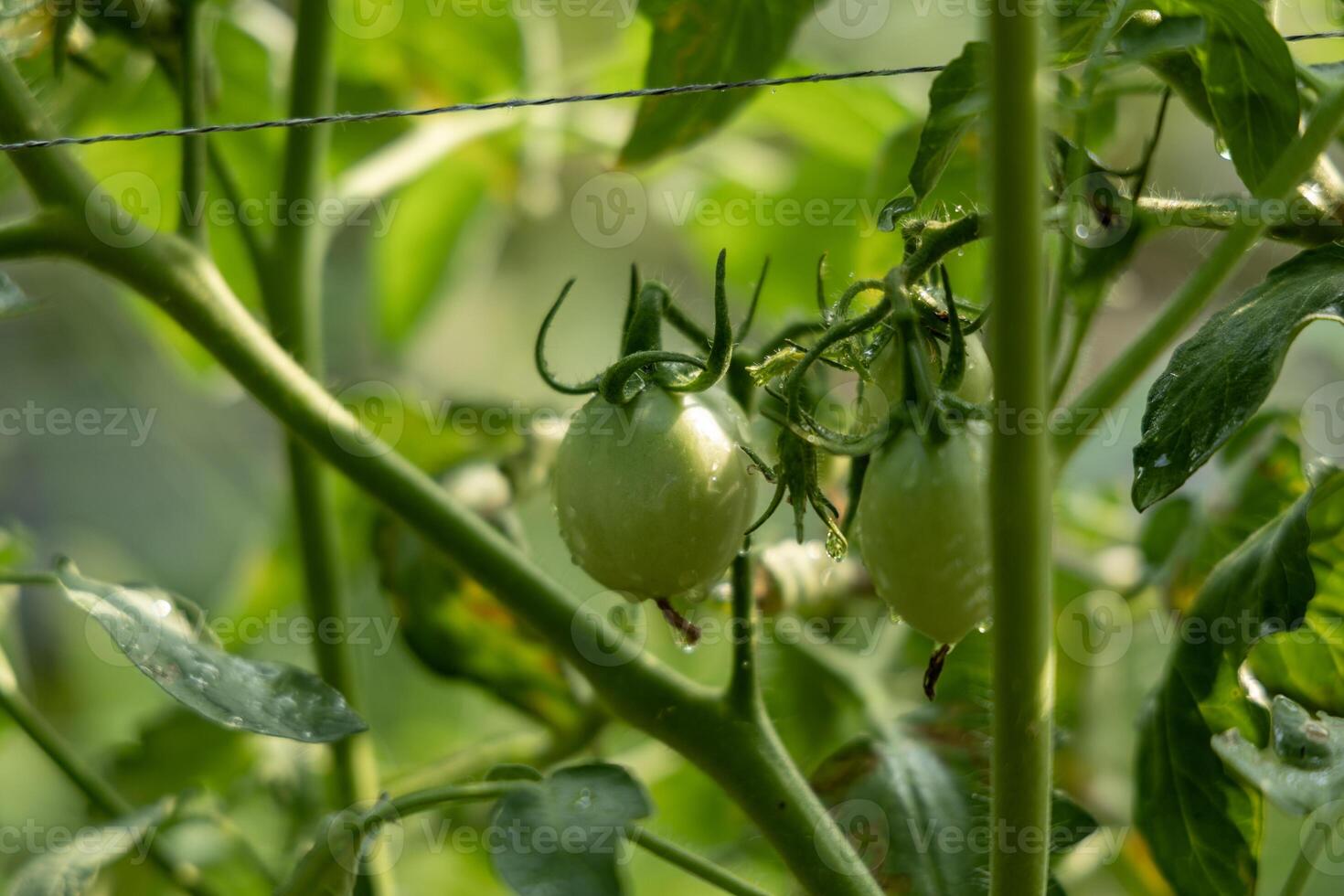 A close-up view of a green tomato ripening on the vine photo