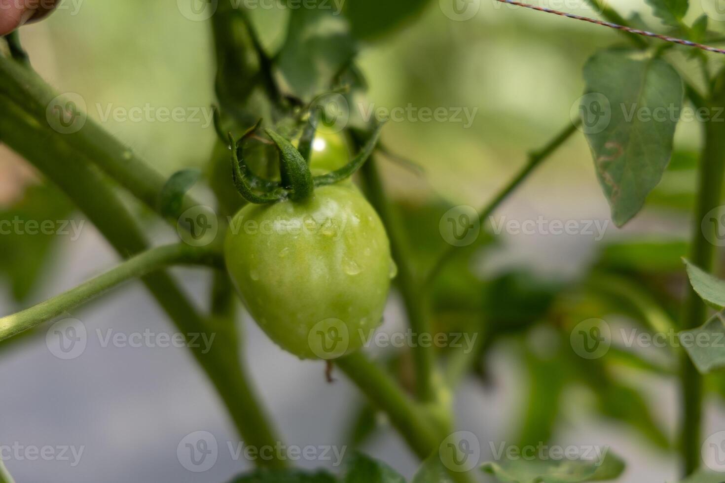 Close-up view of vibrant green tomatoes ripening on a vine. photo