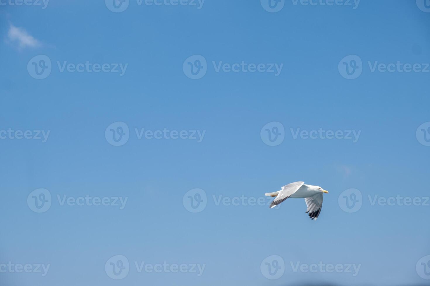A seagull gliding gracefully against a clear blue sky over the ocean during a sunny day photo