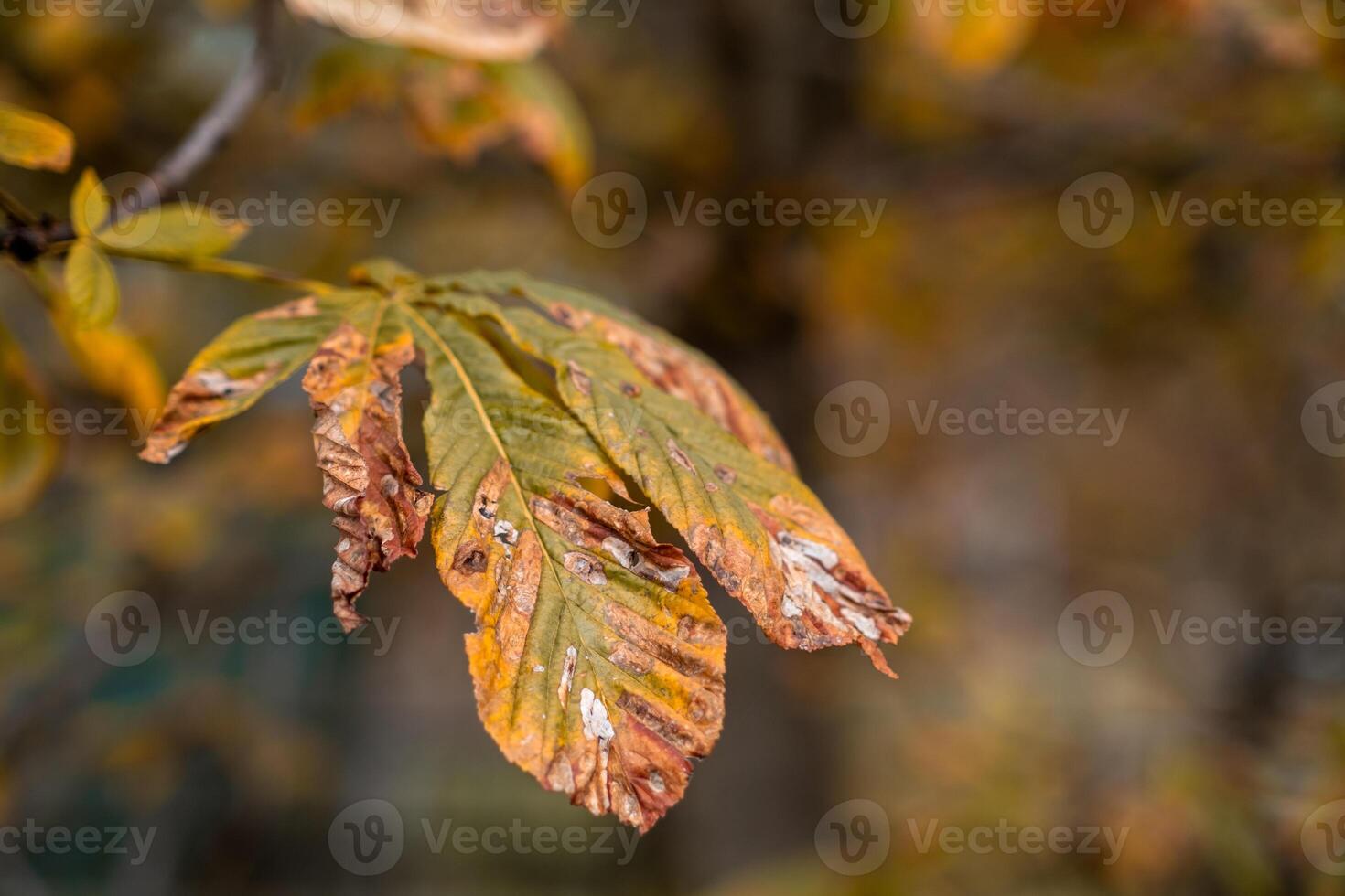 Close up view of autumn leaves showcasing vibrant colors and natural textures in a tranquil setting photo
