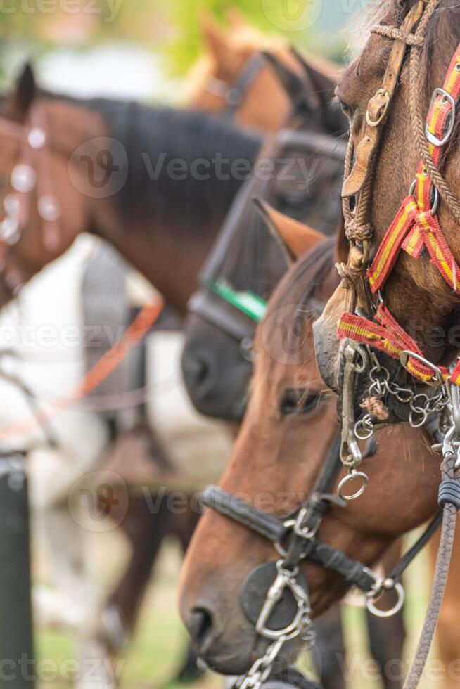 several tethered horses resting at an equestrian event, profile of a brown horses wearing a bridle. photo
