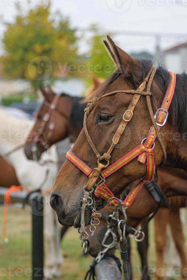 Brown horse with a detailed bridle and halter. Profile of a brown horse wearing a bridle. photo