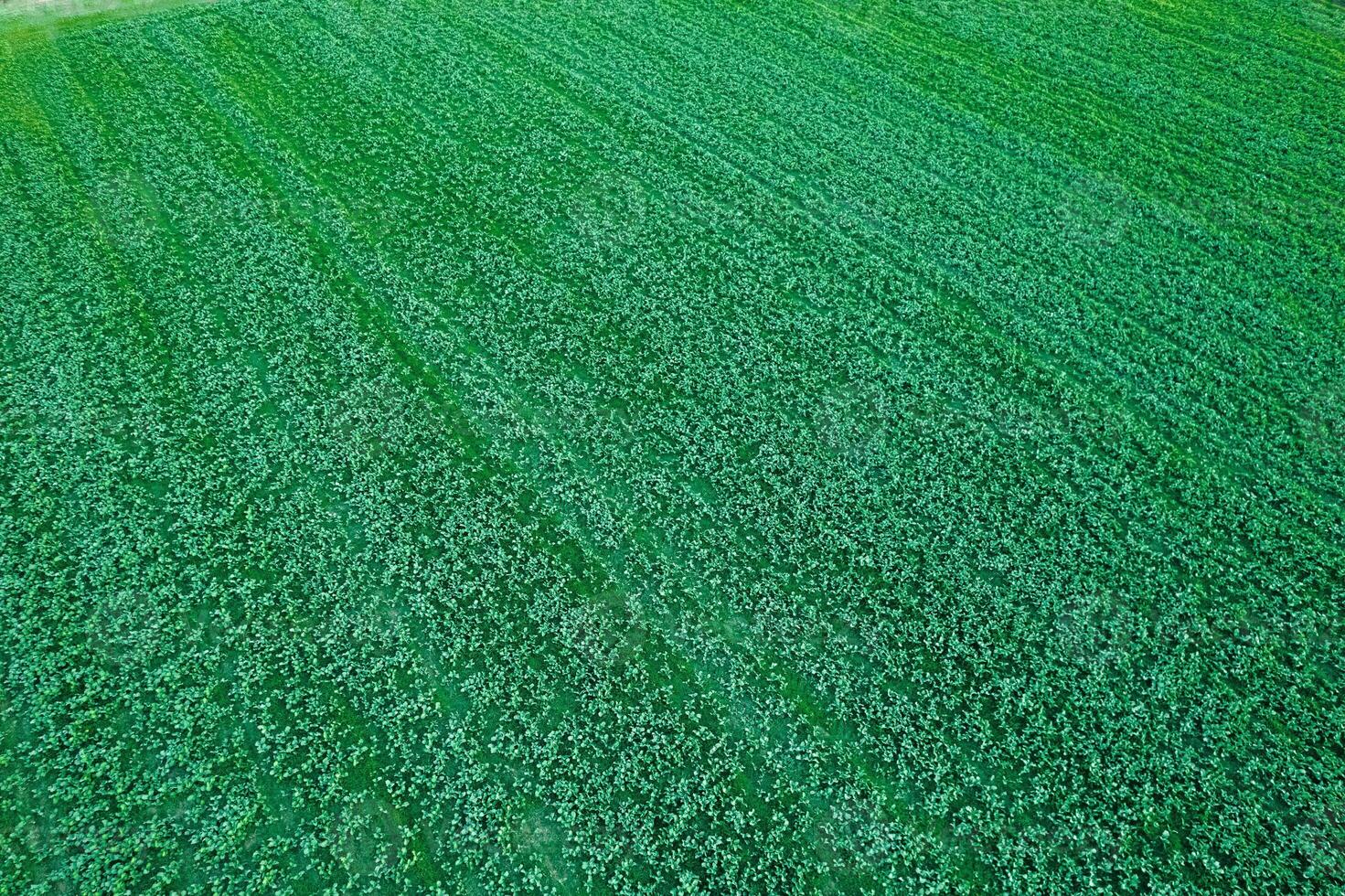 agricultural field of potato cultivation seen from a drone, textured background for the concept of agriculture photo