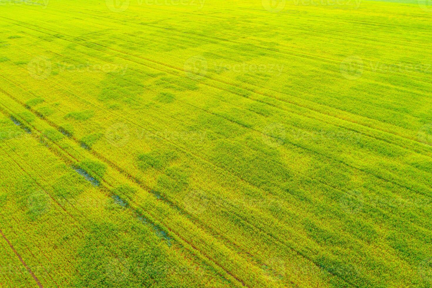 Drone shot for agriculture business. Rapeseed field seen from above. Blooming canola during spring season. Drone shot for agriculture business. Yellow pattern photo