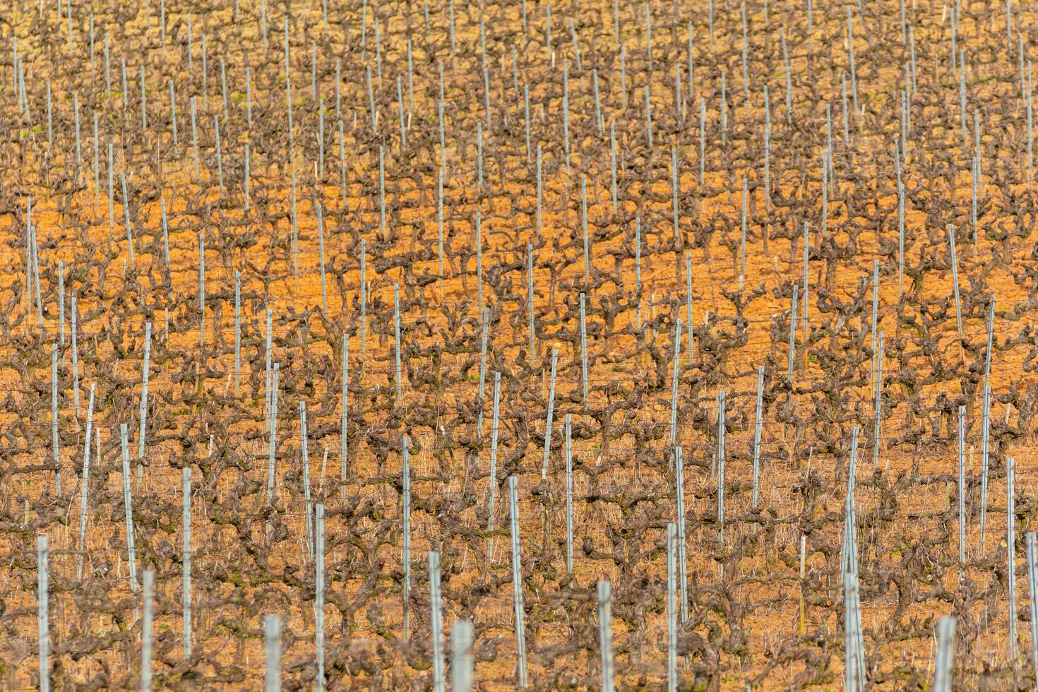 agricultural geometry, patterns of vines in winter landscape, background and texture for viticulture concept photo