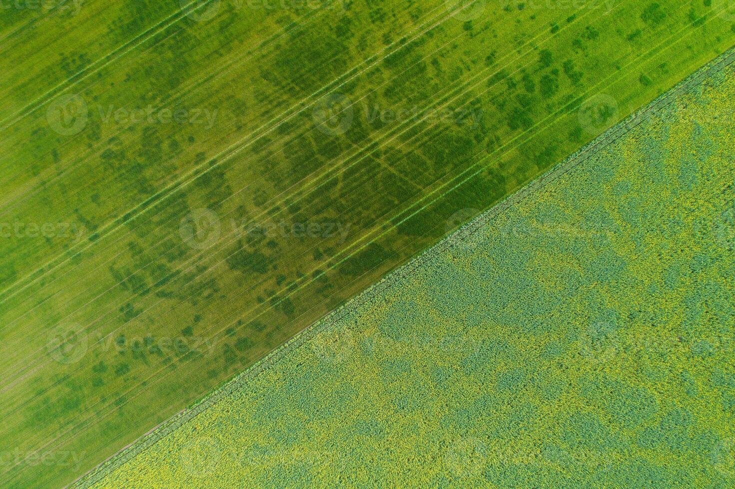 drone aerial directly above view of some fields of rapeseed and cereal crops photo