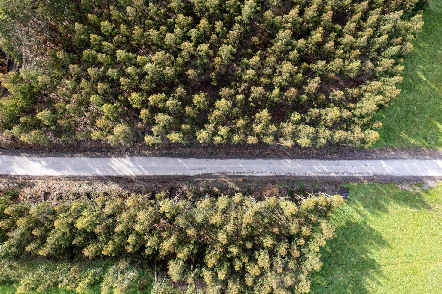 drone aerial view of dirt track and eucalyptus plantations for wood pulp production. Galicia, Spain photo