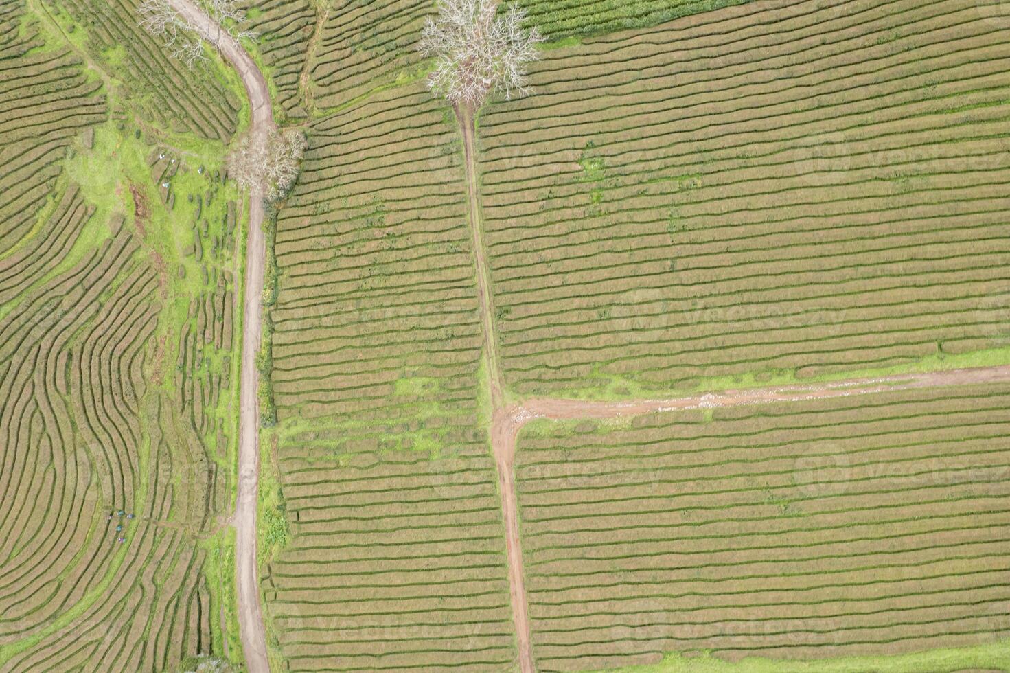 tea plantation on the island of sao miguel in the archipelago of the azores, portugal. Zenithal drone view photo