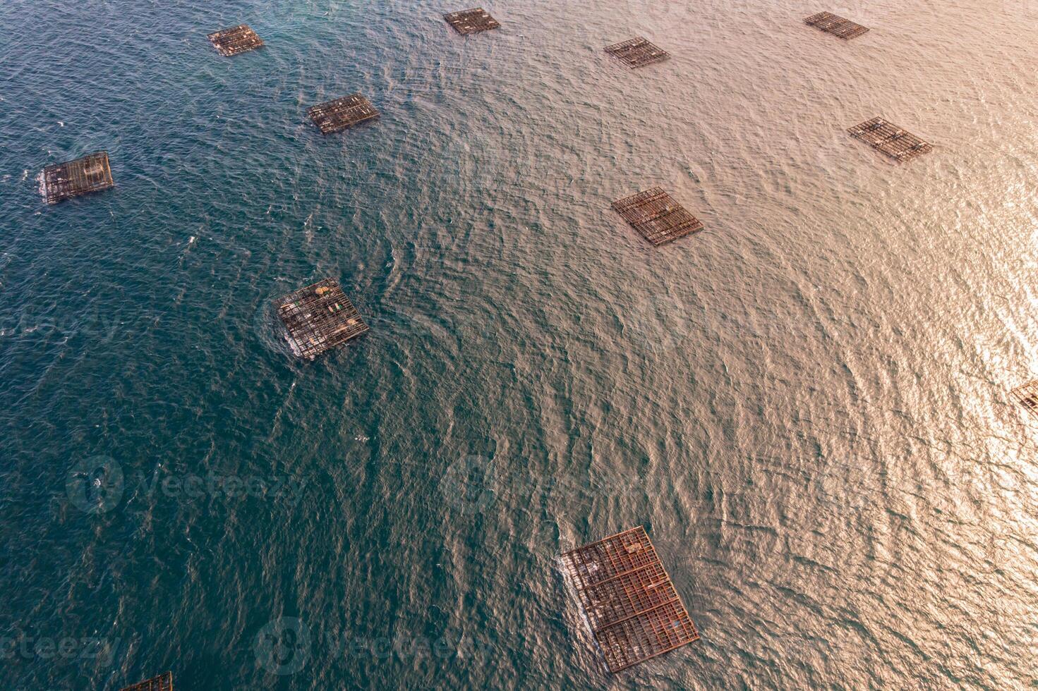 Seafood industry. Aerial perspective of mussel cultivation rafts, drone view. Galicia, Spain photo