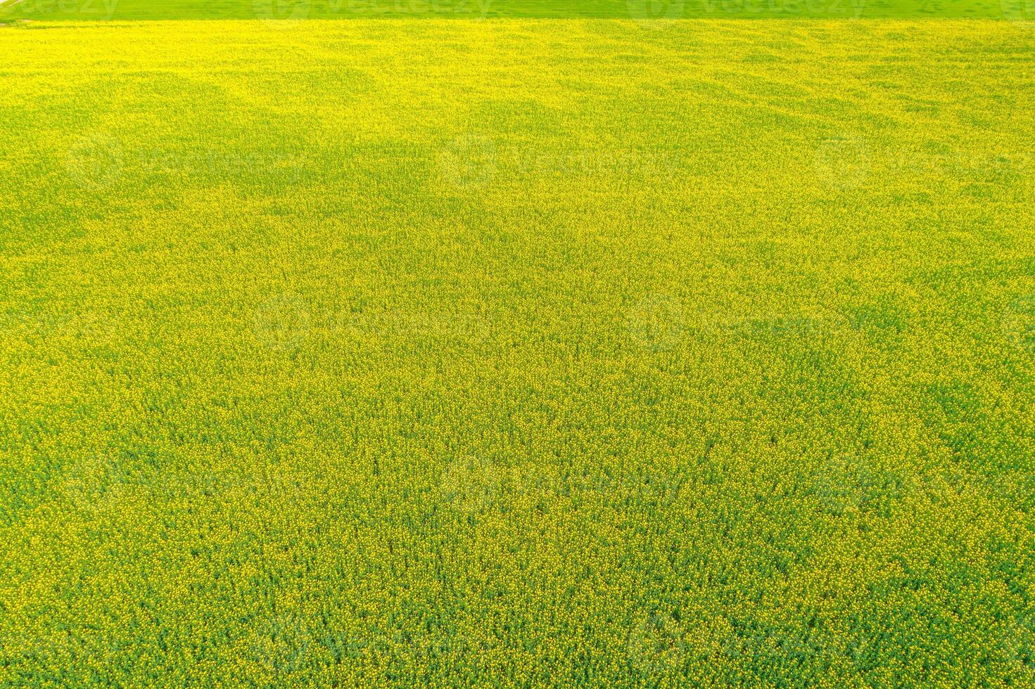 Blooming canola field from drone top down view, aerial image. Agriculture concept background spring photo