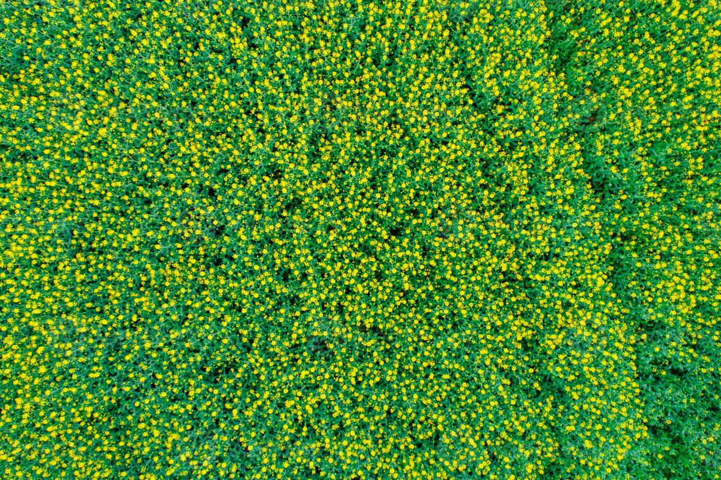 Blooming canola field from drone top down view, aerial image. Agriculture concept background photo
