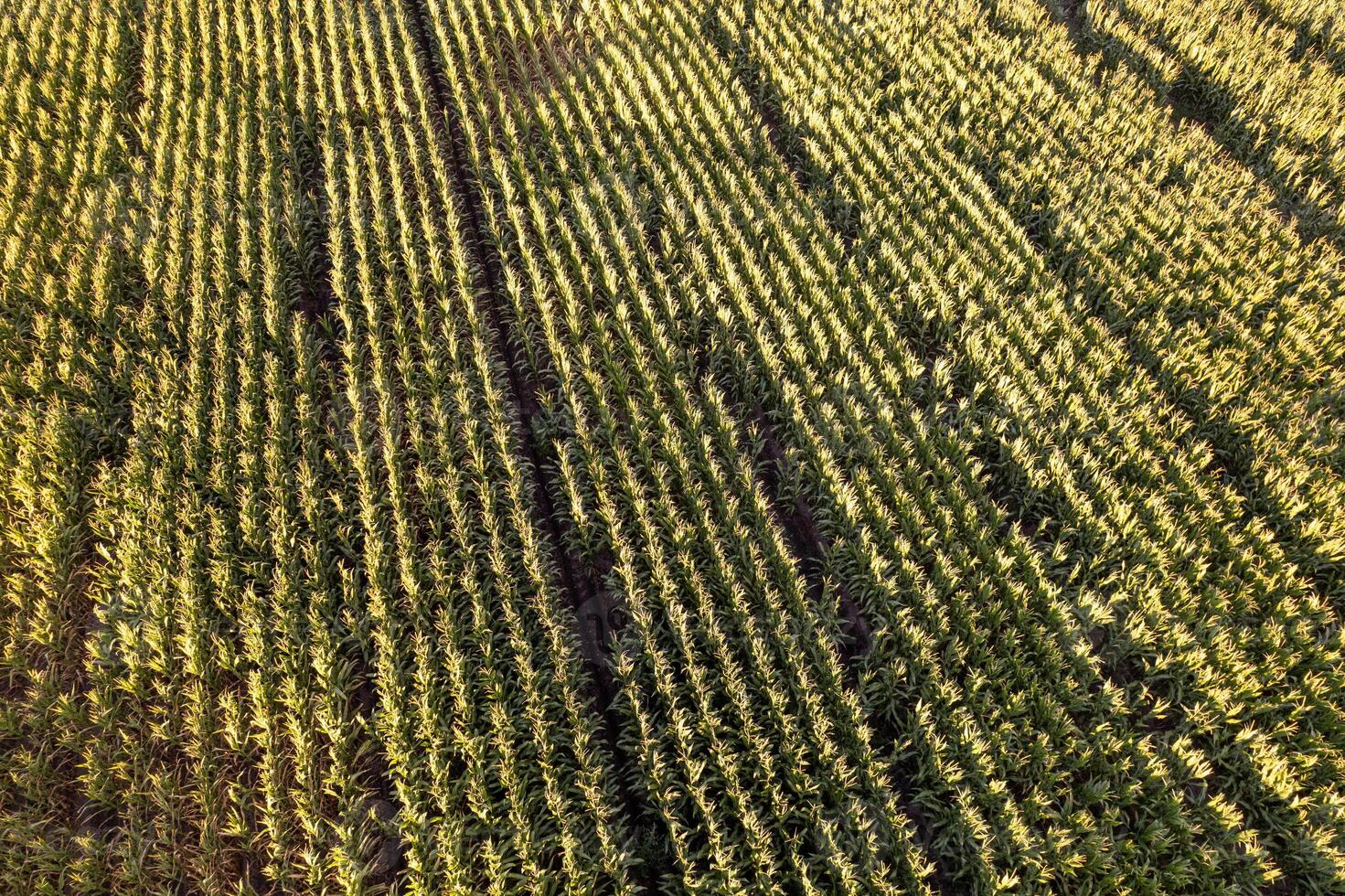 drone view of a growing corn plantation at sunset, agricultural concept background photo