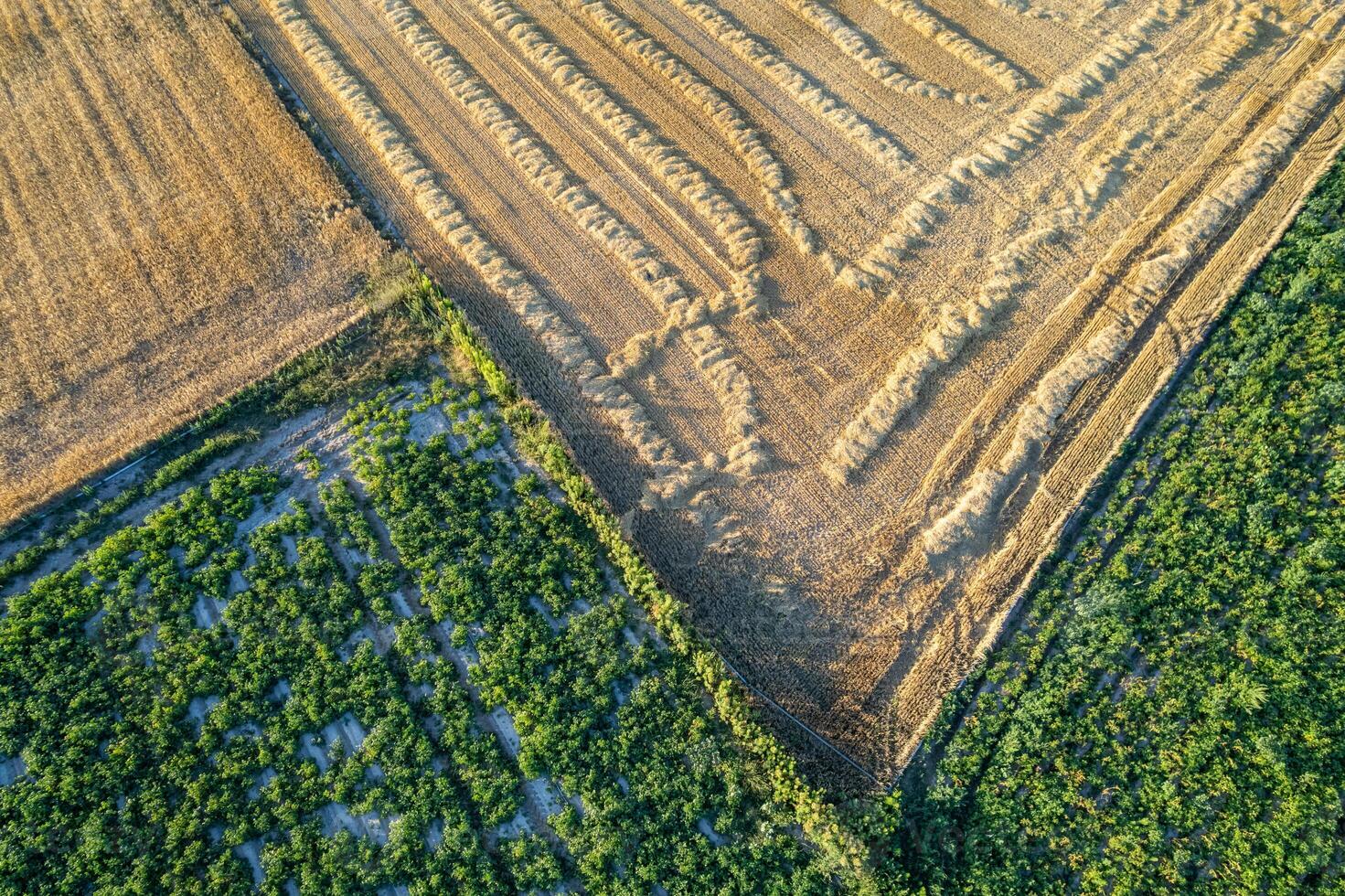 agriculture and farming top view of field divisions. agricultural landscape from above, the geometric patterns and boundaries between numerous cultivated fields photo