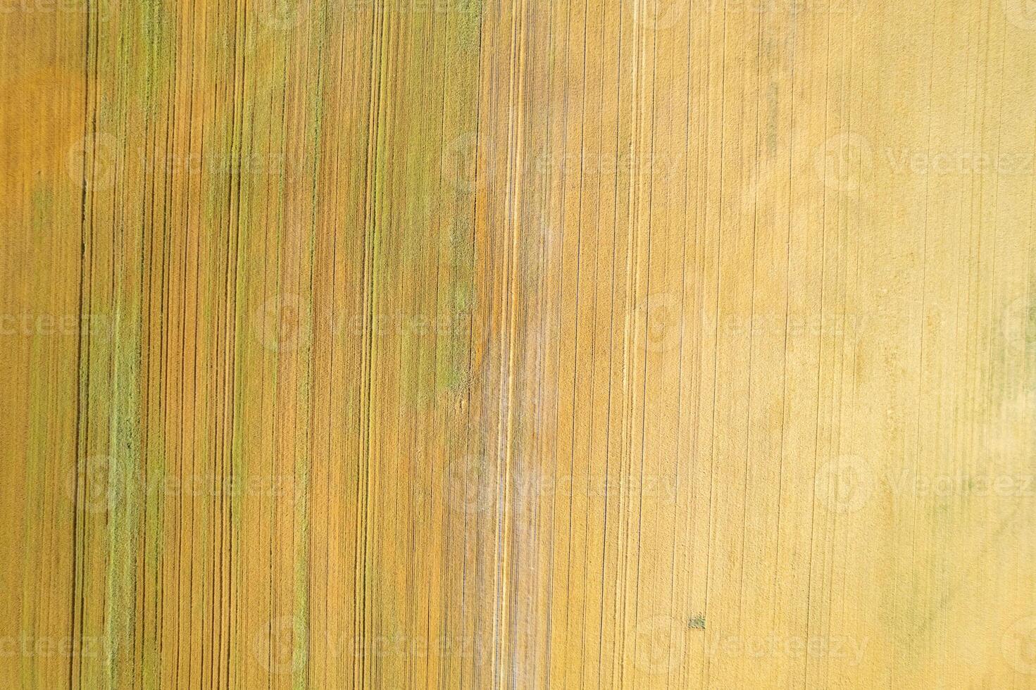 drone top down view aerial shot farmland abstract lines and textures from above, agricultural fields in summertime photo