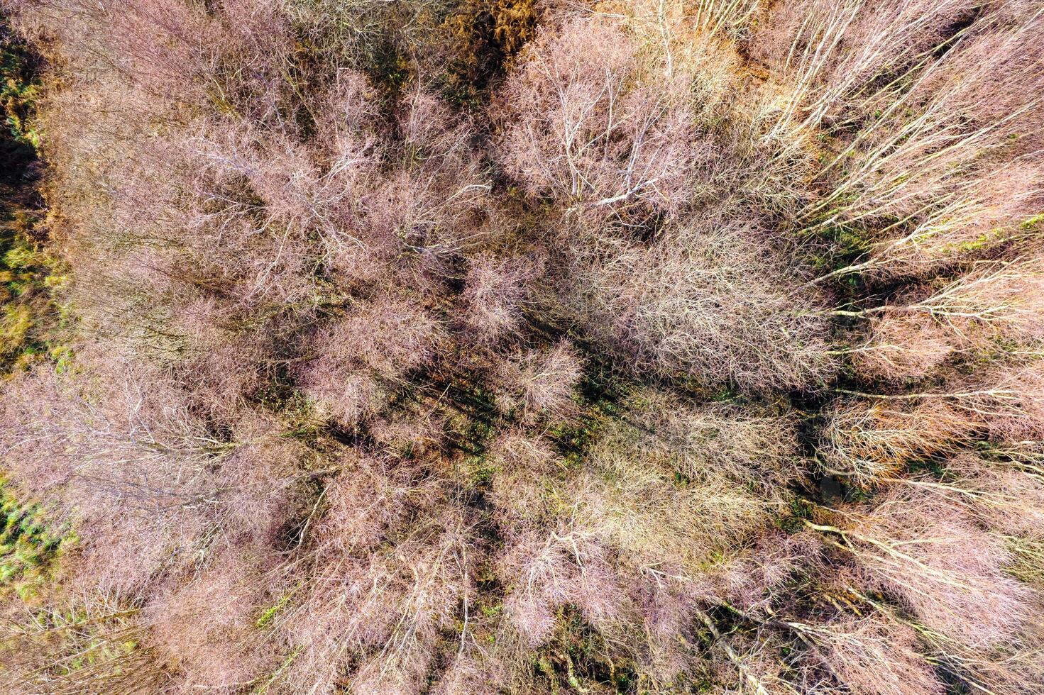 zenith drone aerial view of the canopy trees of a deciduous forest in winter photo