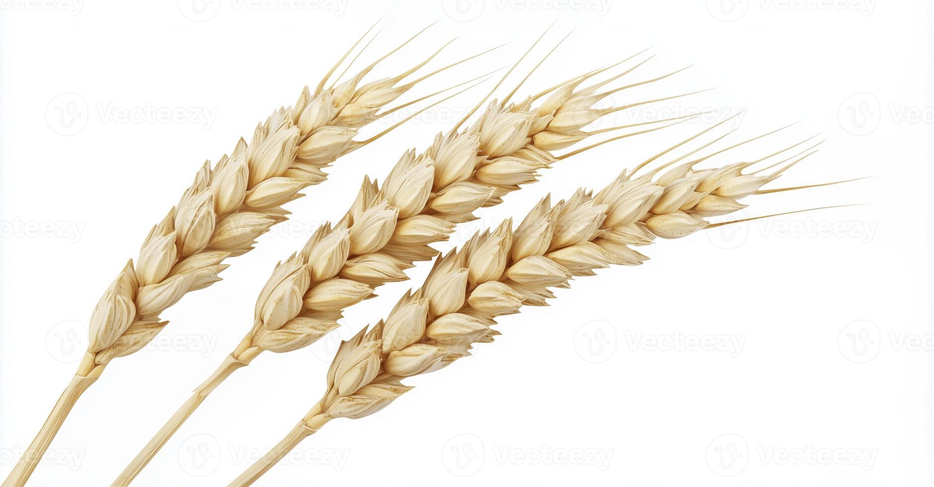 Wheat ear isolated on white background with clipping path, hight detailed upscaled image photo
