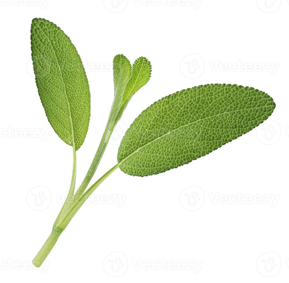 Fresh sage twig isolated on white background photo