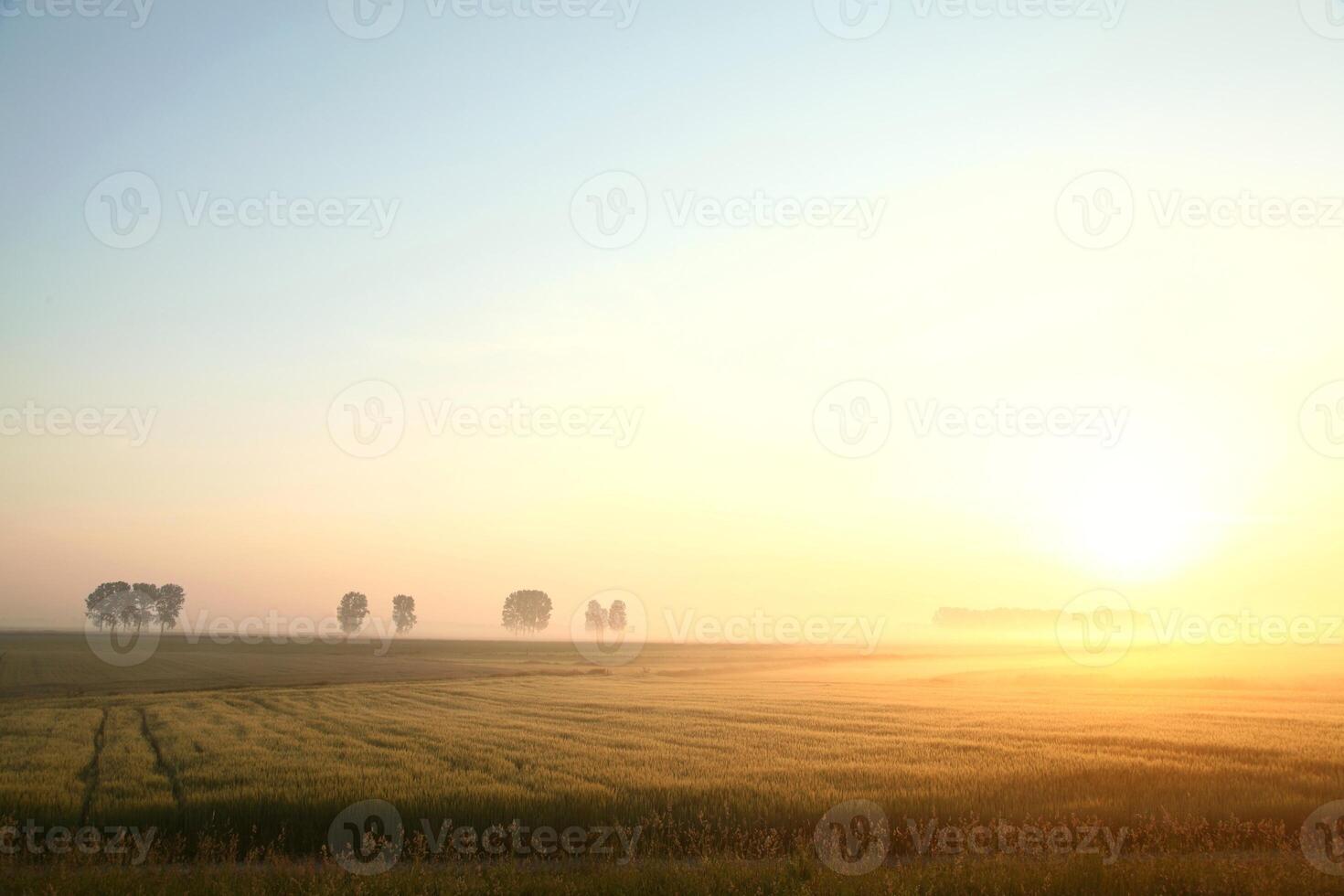 Sunrise over the field. June, Poland photo
