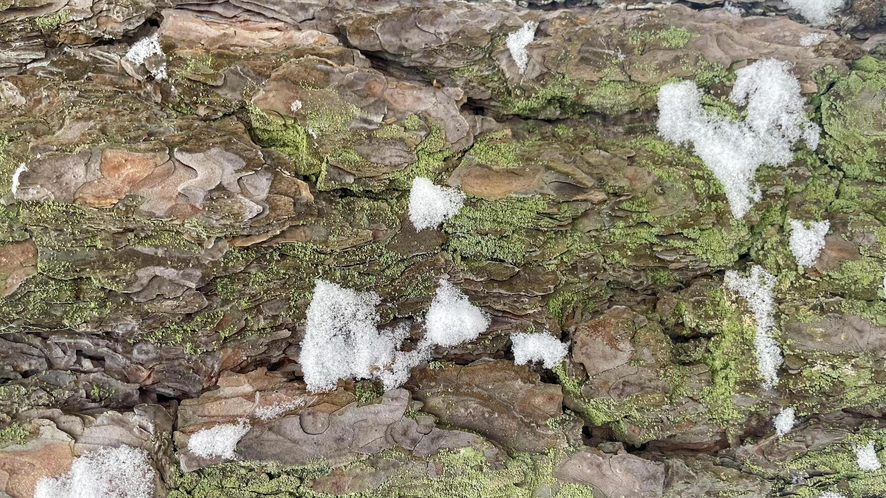 Pine bark in snow and moss photo