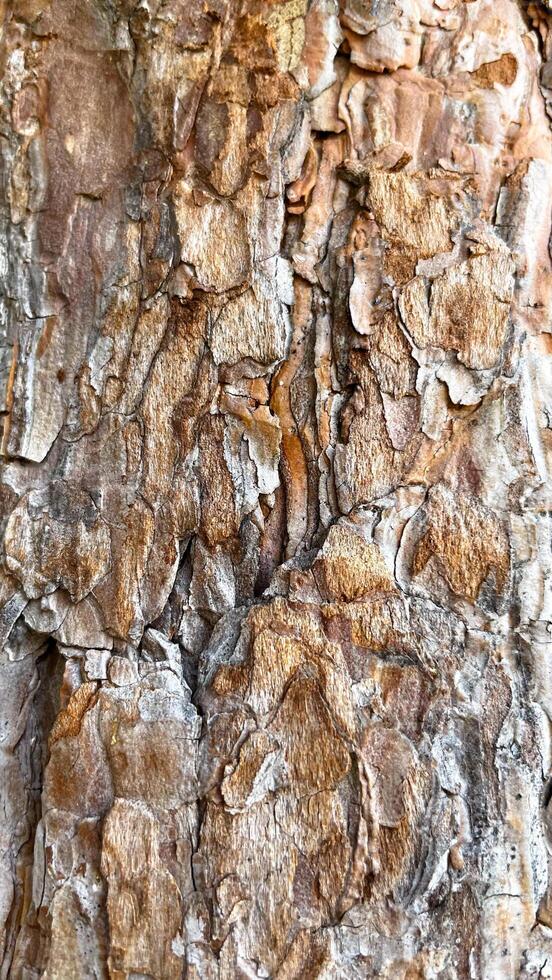 Pine bark photo in the sun