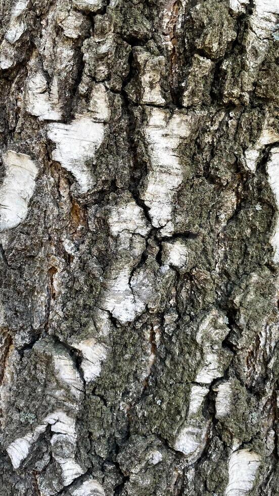 Textured tree bark. Birch tree photo