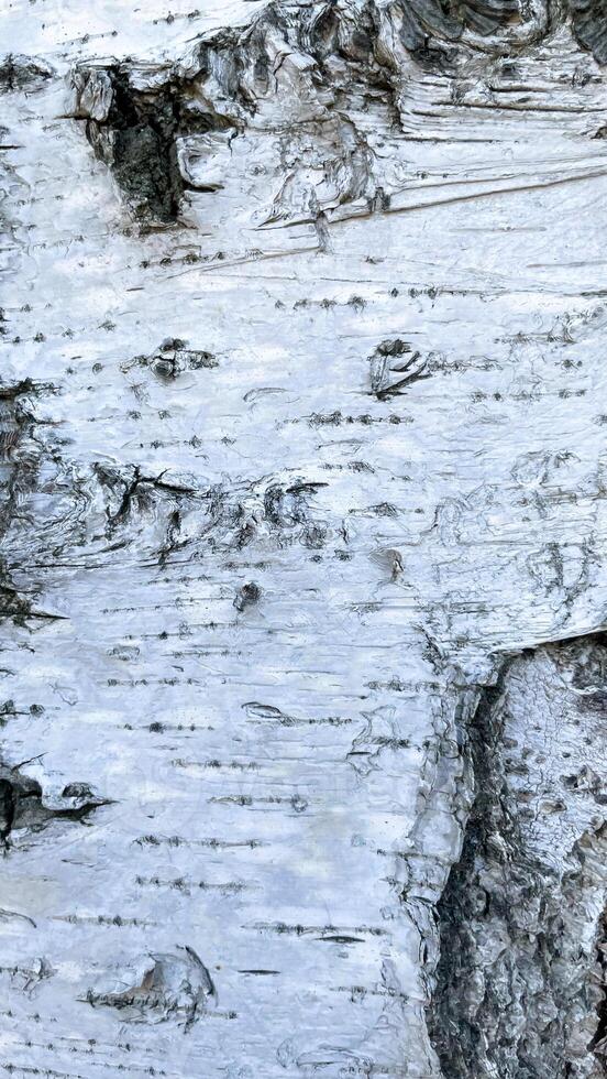 a close up of the bark of a birch tree photo