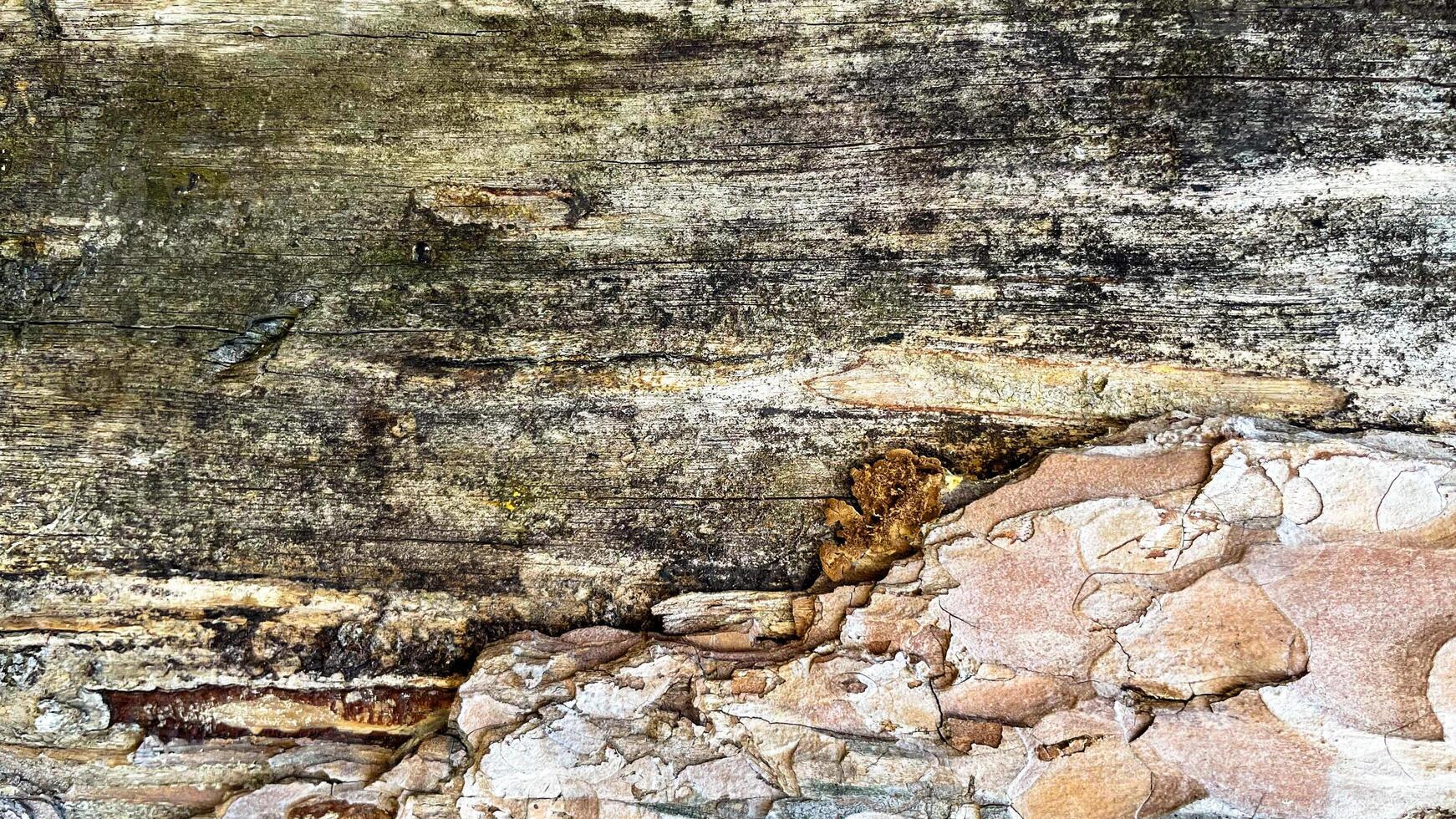 Old tree bark texture background close up photo
