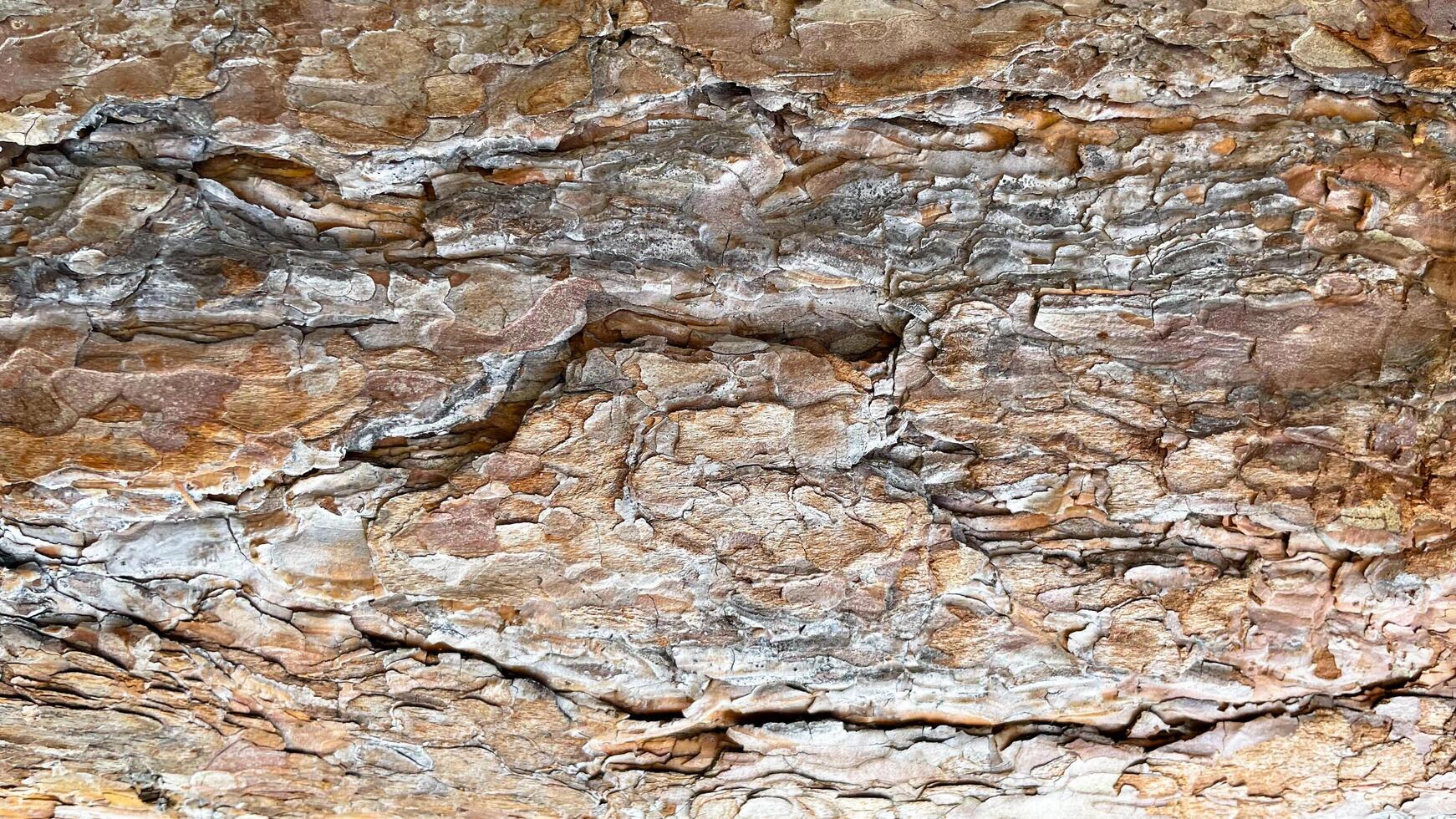 Textured pine bark photo