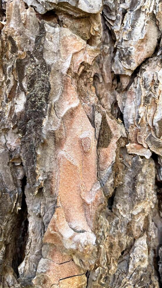 Textured edged pine bark photo